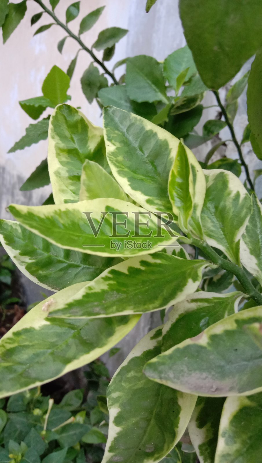 叶照片摄影图片