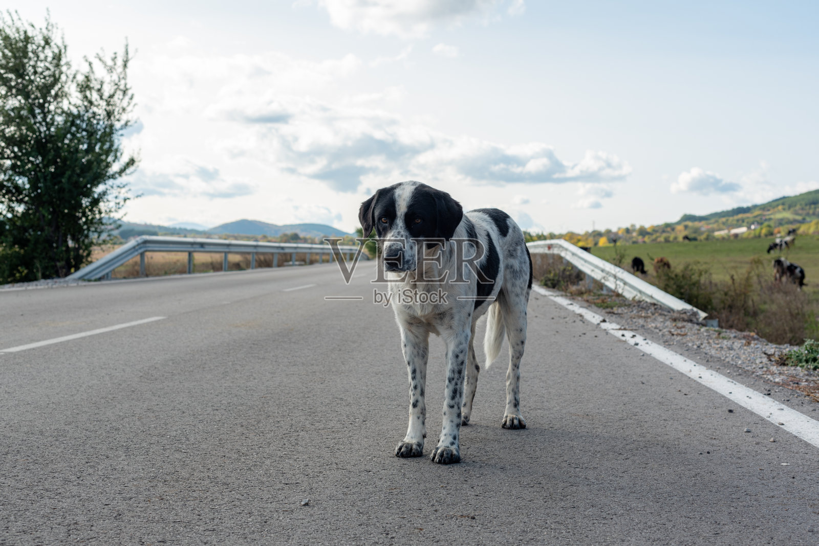 近景犬路牧羊乡典型的广阔寂寞景象照片摄影图片
