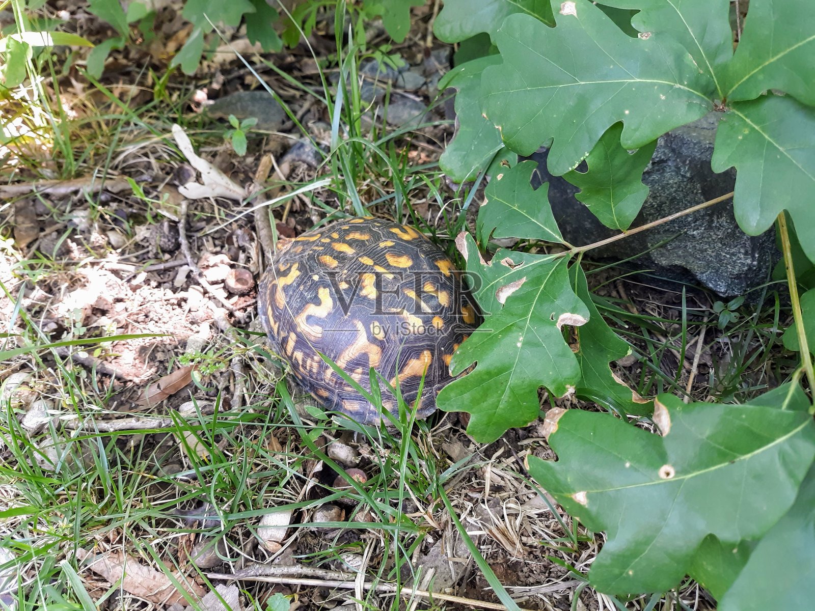 盒子旁的乌龟照片摄影图片
