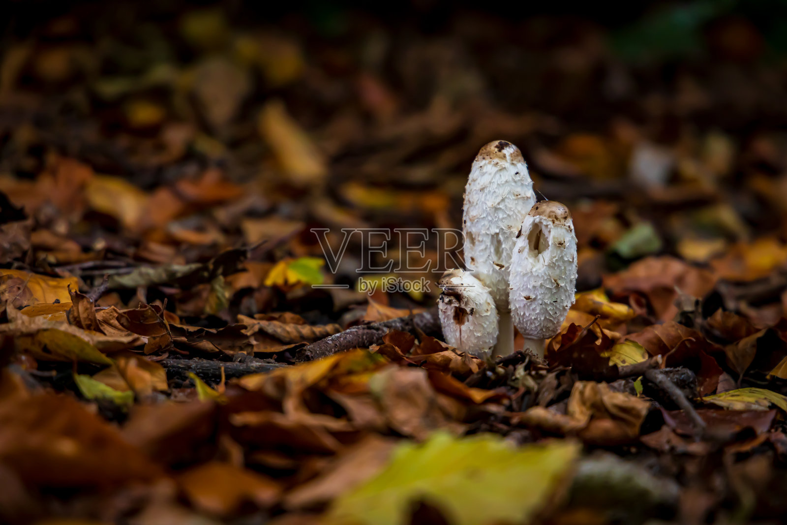 隐藏的野蘑菇照片摄影图片