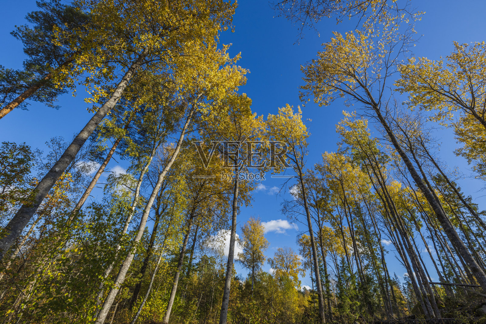 美丽的景色在秋天彩色的树顶在蓝天的背景。华丽的自然背景。照片摄影图片
