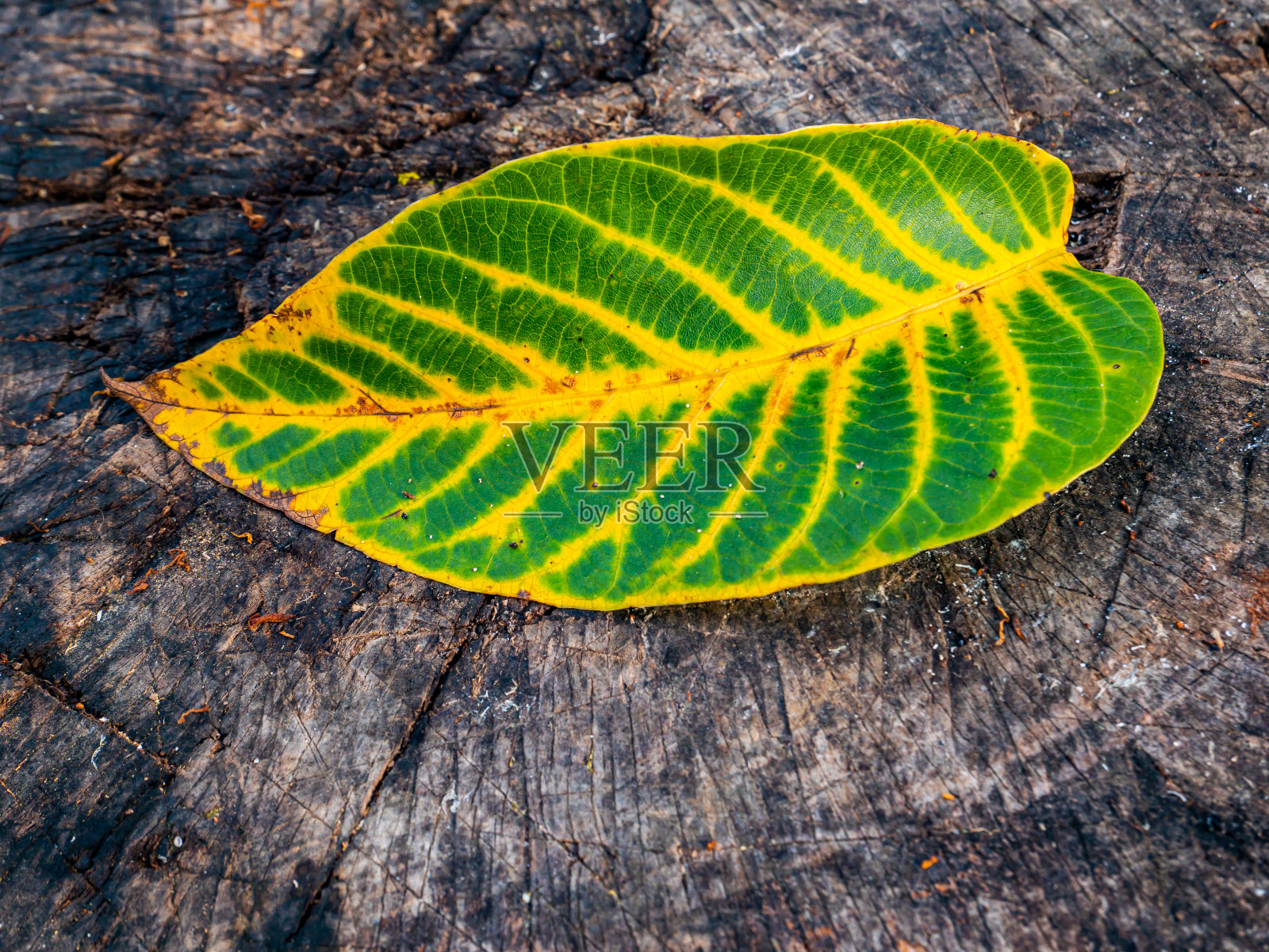 秋天的绿树叶子上有黄色的条纹。照片摄影图片