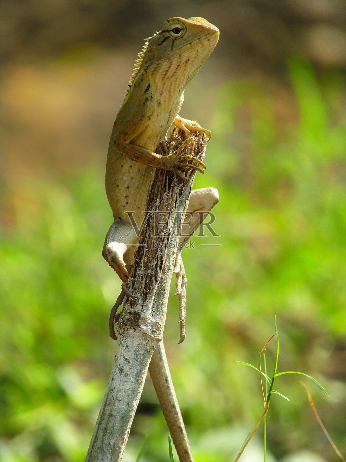绿色背景的印度蜥蜴照片摄影图片