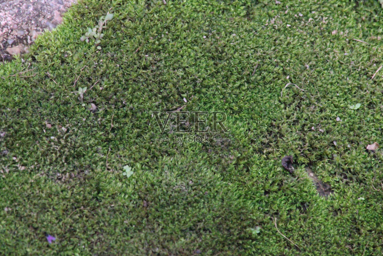 苔藓的特写照片照片摄影图片