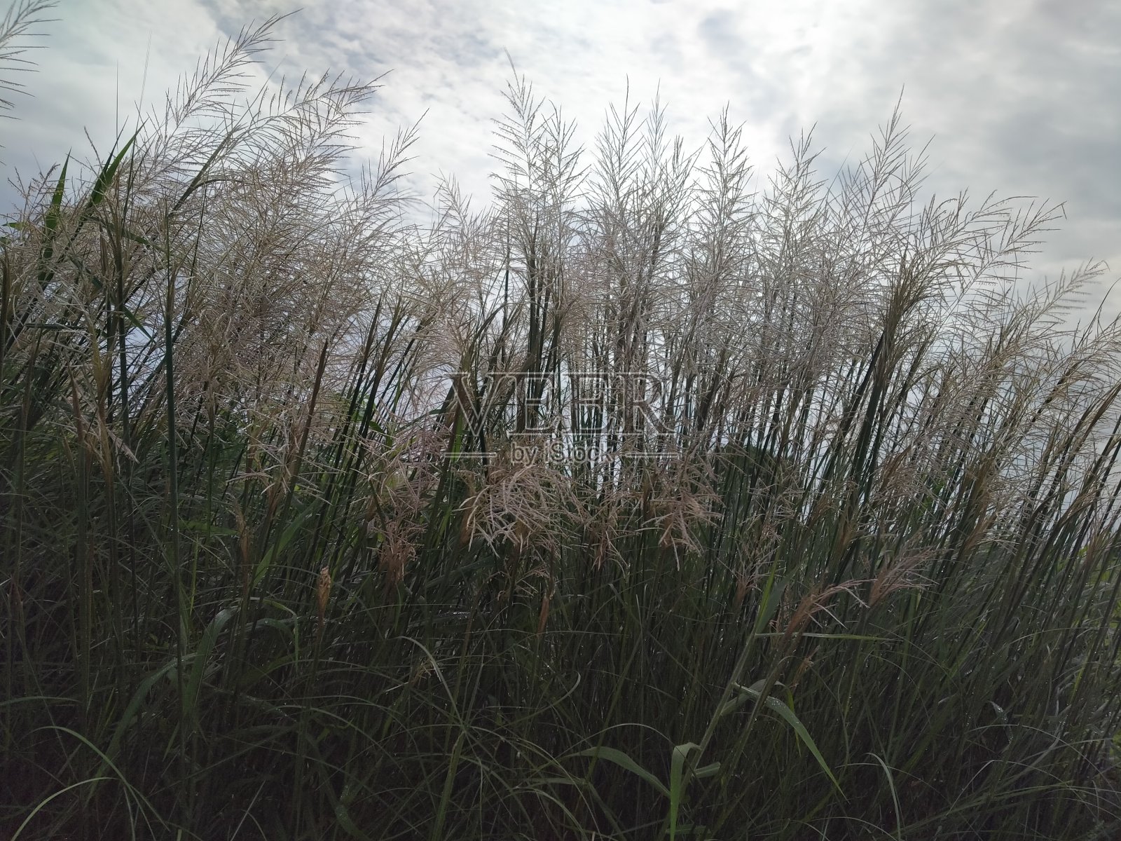 草照片摄影图片