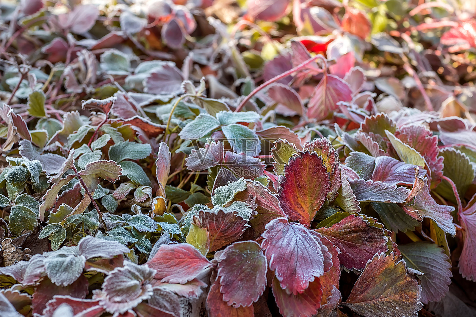 秋天的冰冻树叶的背景。照片摄影图片