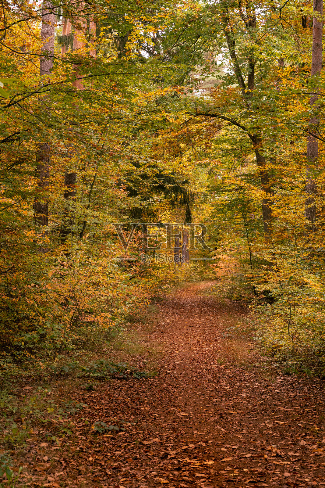 秋天的森林里有小路照片摄影图片