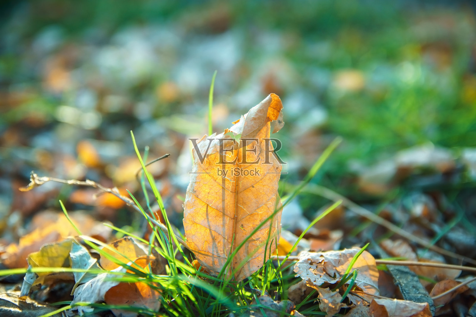 秋天公园草地上的落叶。照片摄影图片