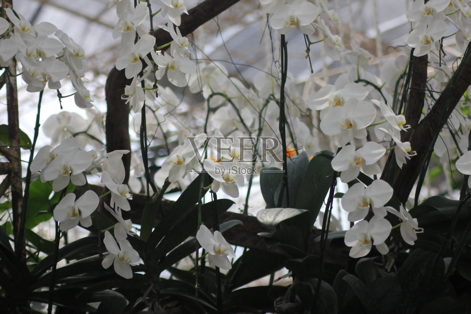 兰花的特写照片照片摄影图片