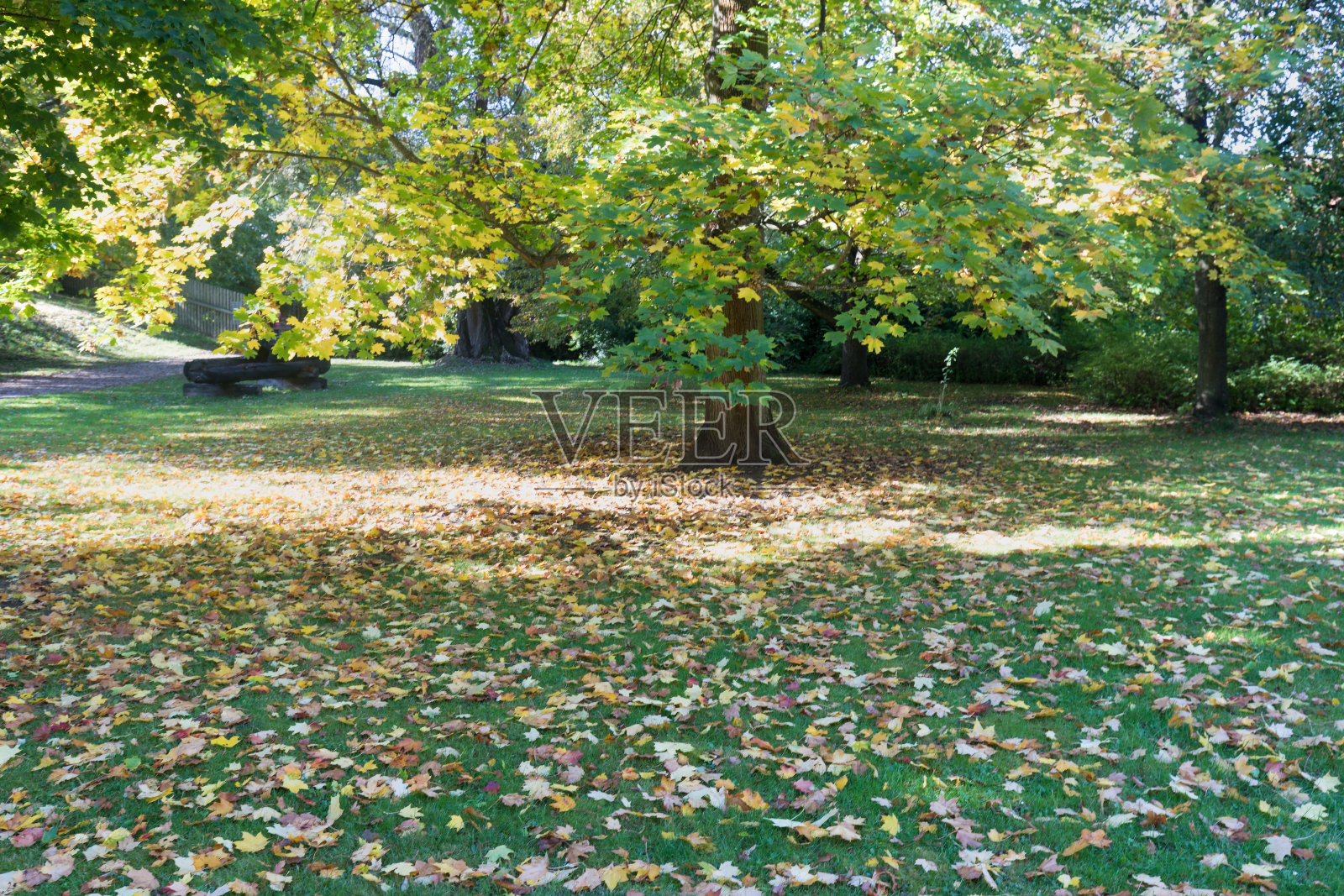 美丽的秋季公园，秋天的树木和树叶，秋天的景色，迷人的森林全景，温暖阳光下的风景，秋季公园里的长椅，秋景照片摄影图片