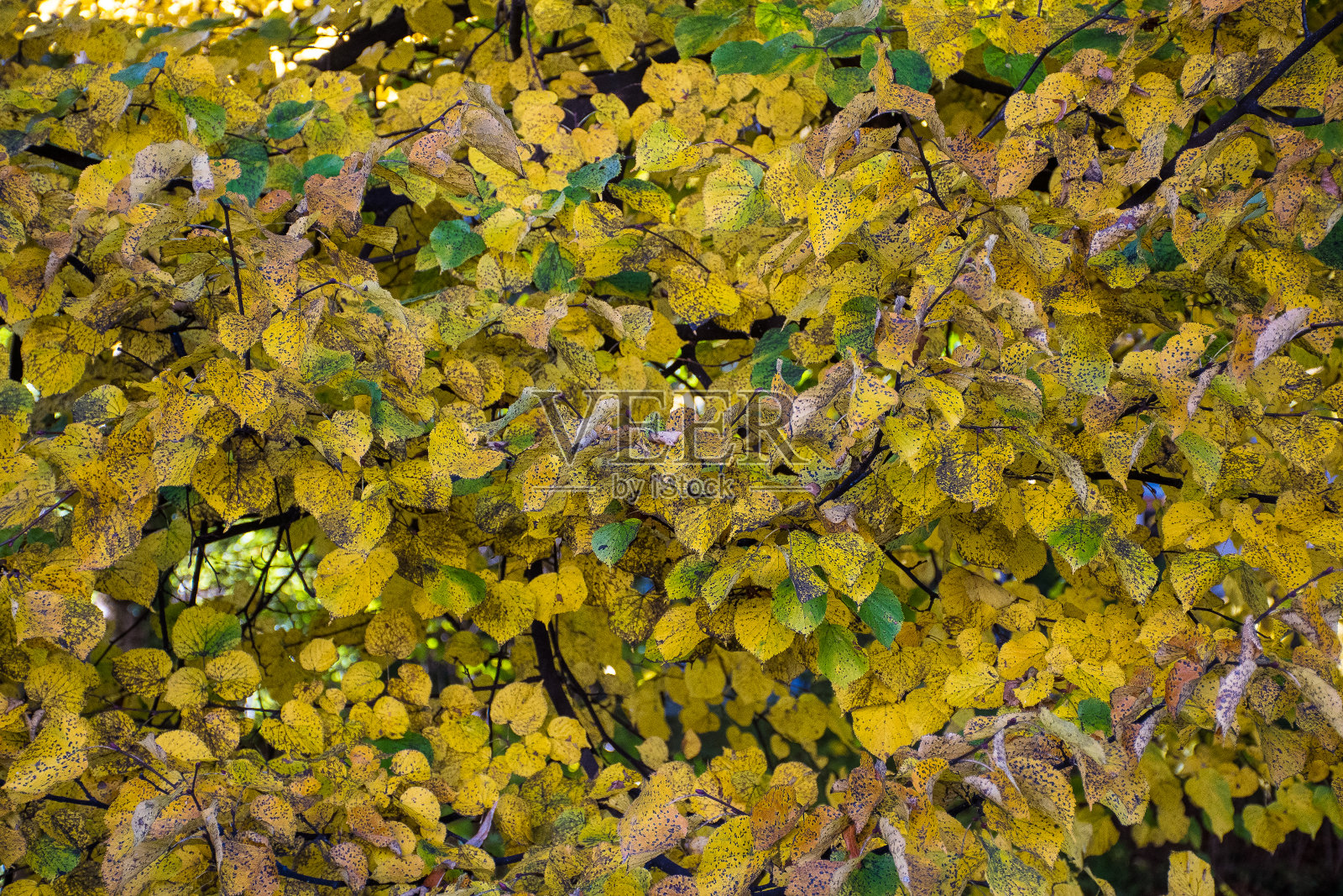 秋天的落叶照片摄影图片