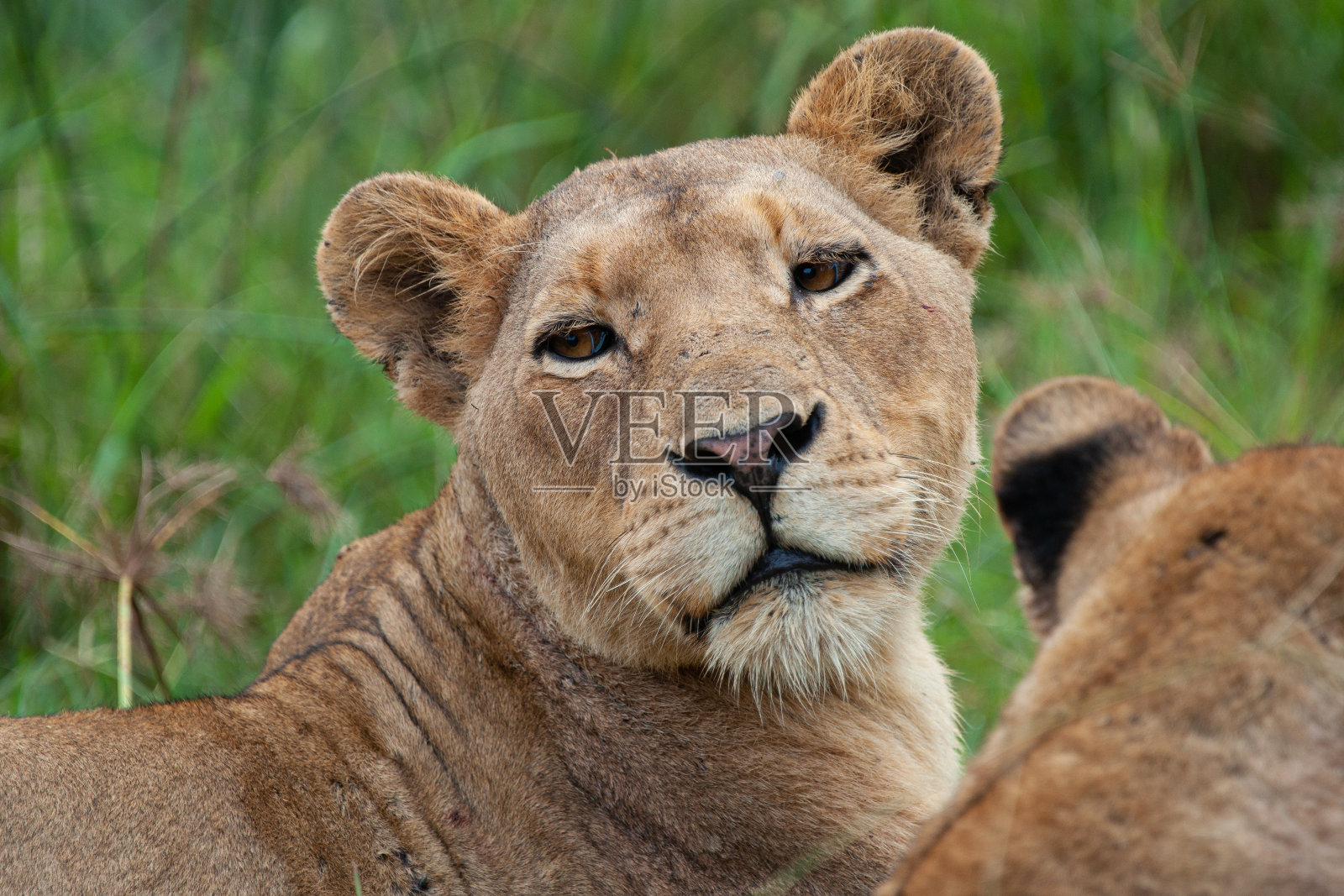 母狮照片摄影图片