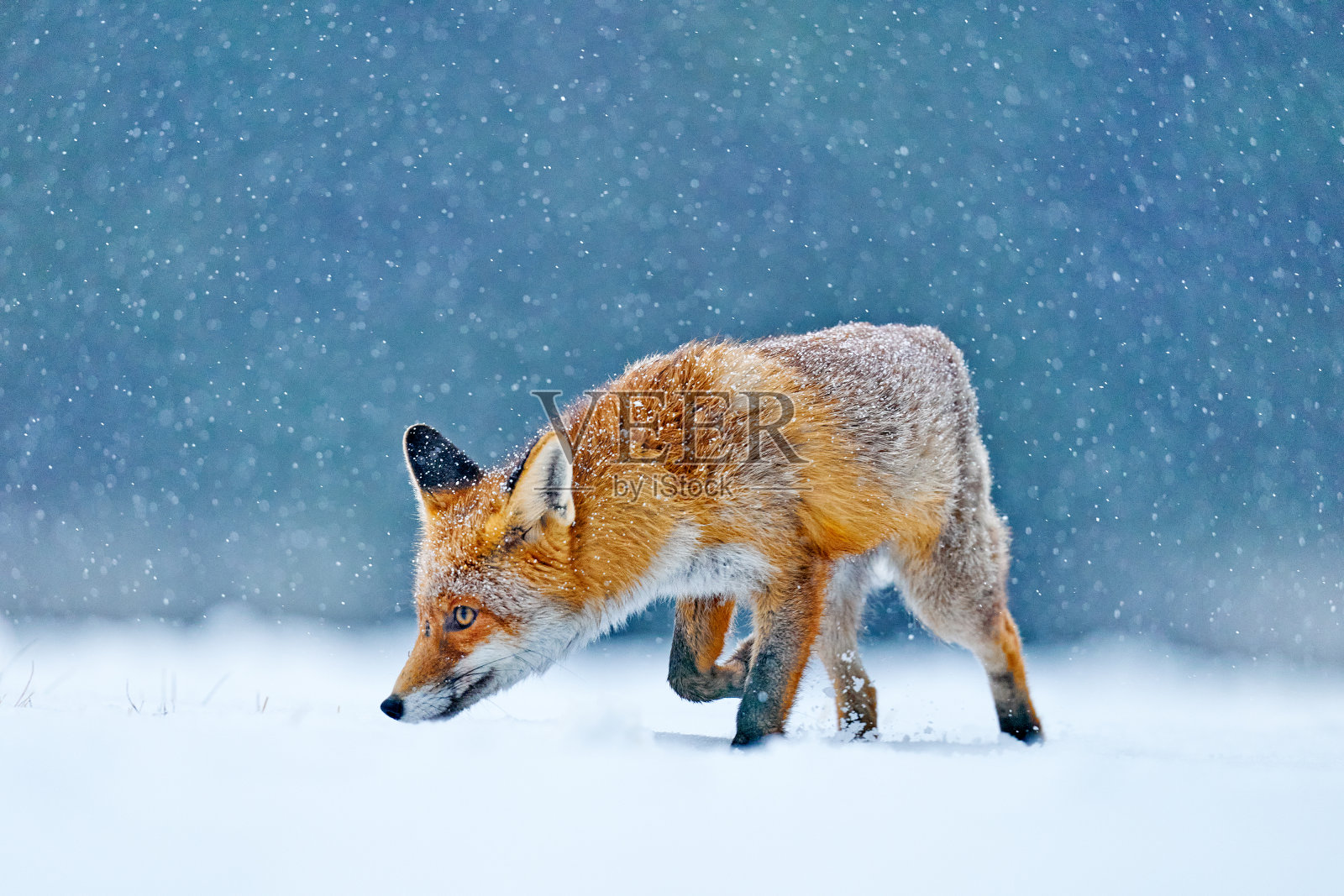 猎红狐，猎豹，欧洲野生动物景象。橘色毛皮动物是大自然的栖息地。狐狸在冬天的森林草地上，披上了洁白的白雪照片摄影图片