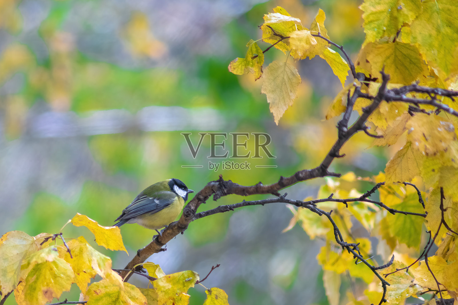 山雀坐在树枝上。照片摄影图片