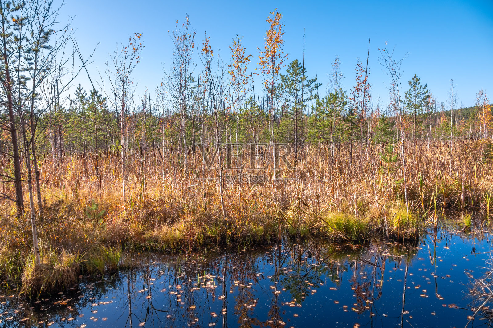 沼泽岸边的秋天森林。照片摄影图片