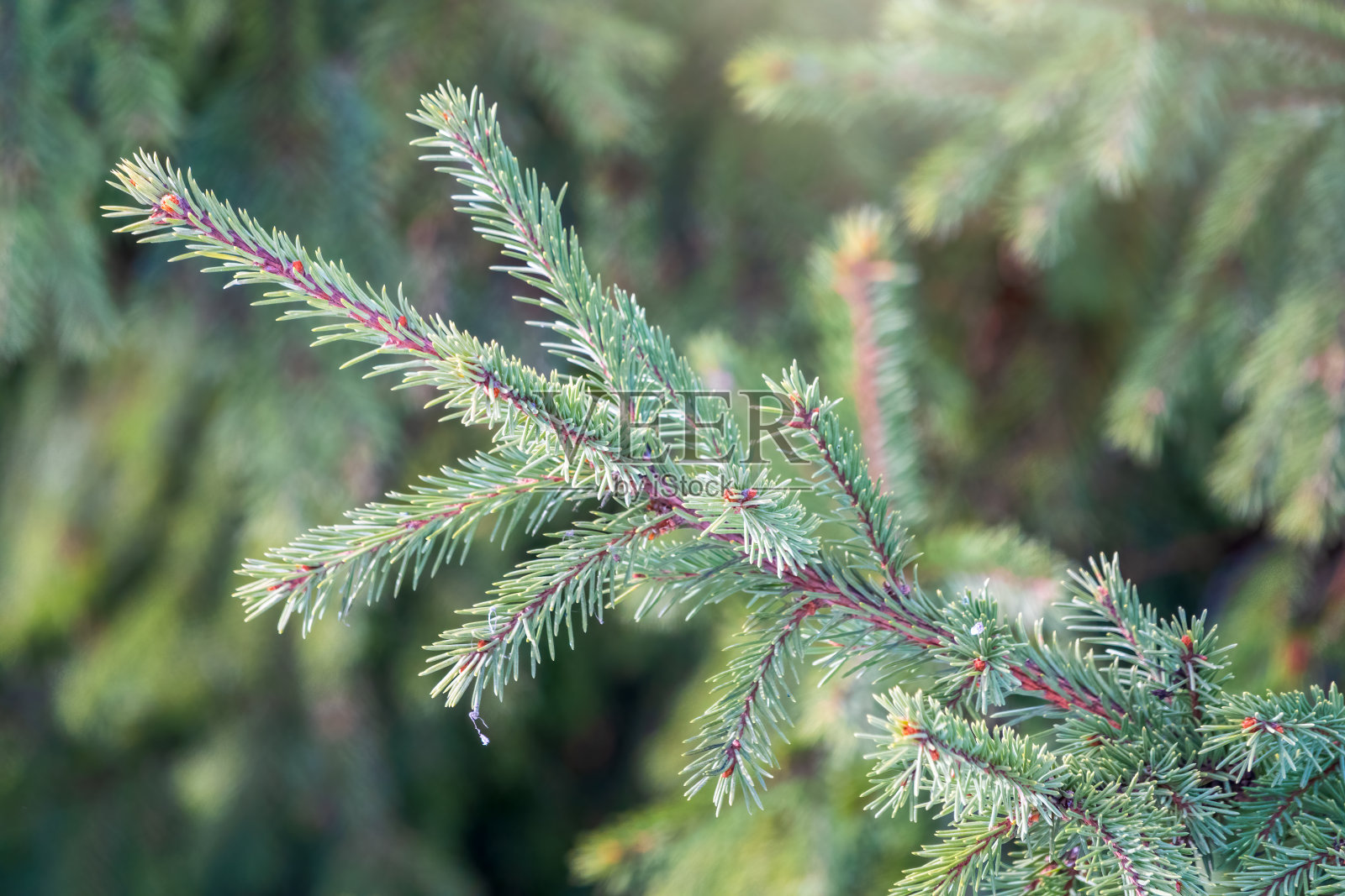 绿色冷杉枝在冬季日落期间照片摄影图片