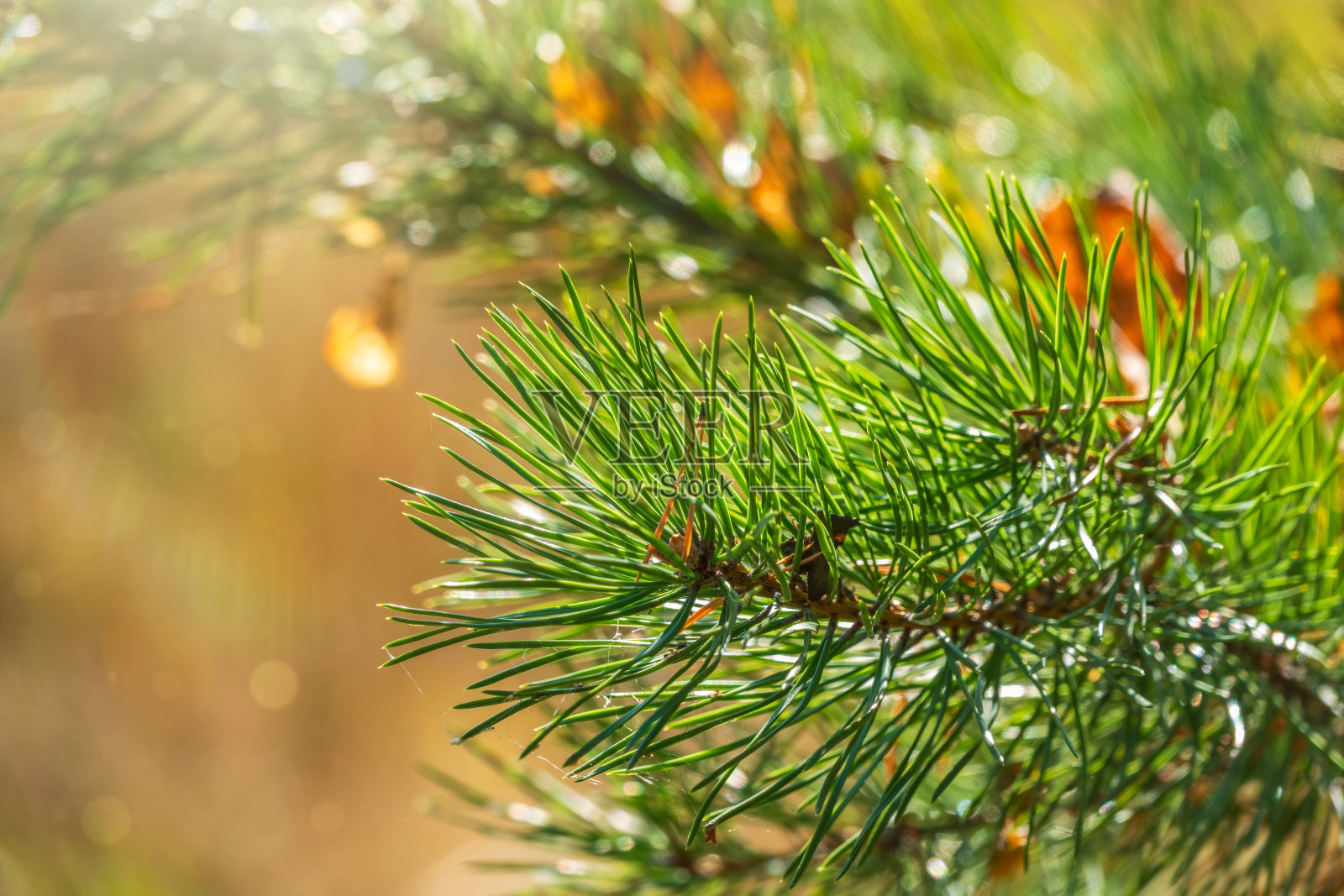 绿色的云杉枝干上的黄叶背景在秋天的森林里照片摄影图片