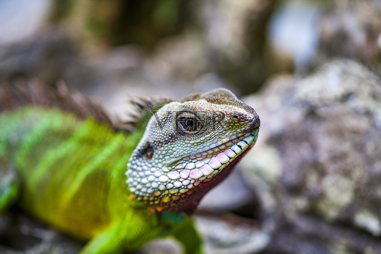 绿色鬣蜥(鬣蜥)坐在树枝上的自然栖息地，特写照片摄影图片