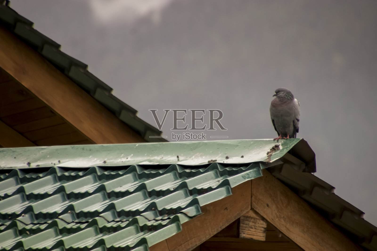 一只鸽子坐在屋顶上照片摄影图片