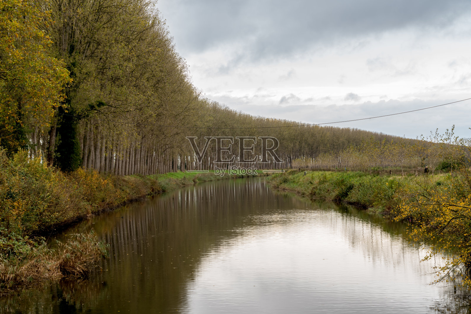 河边的树照片摄影图片