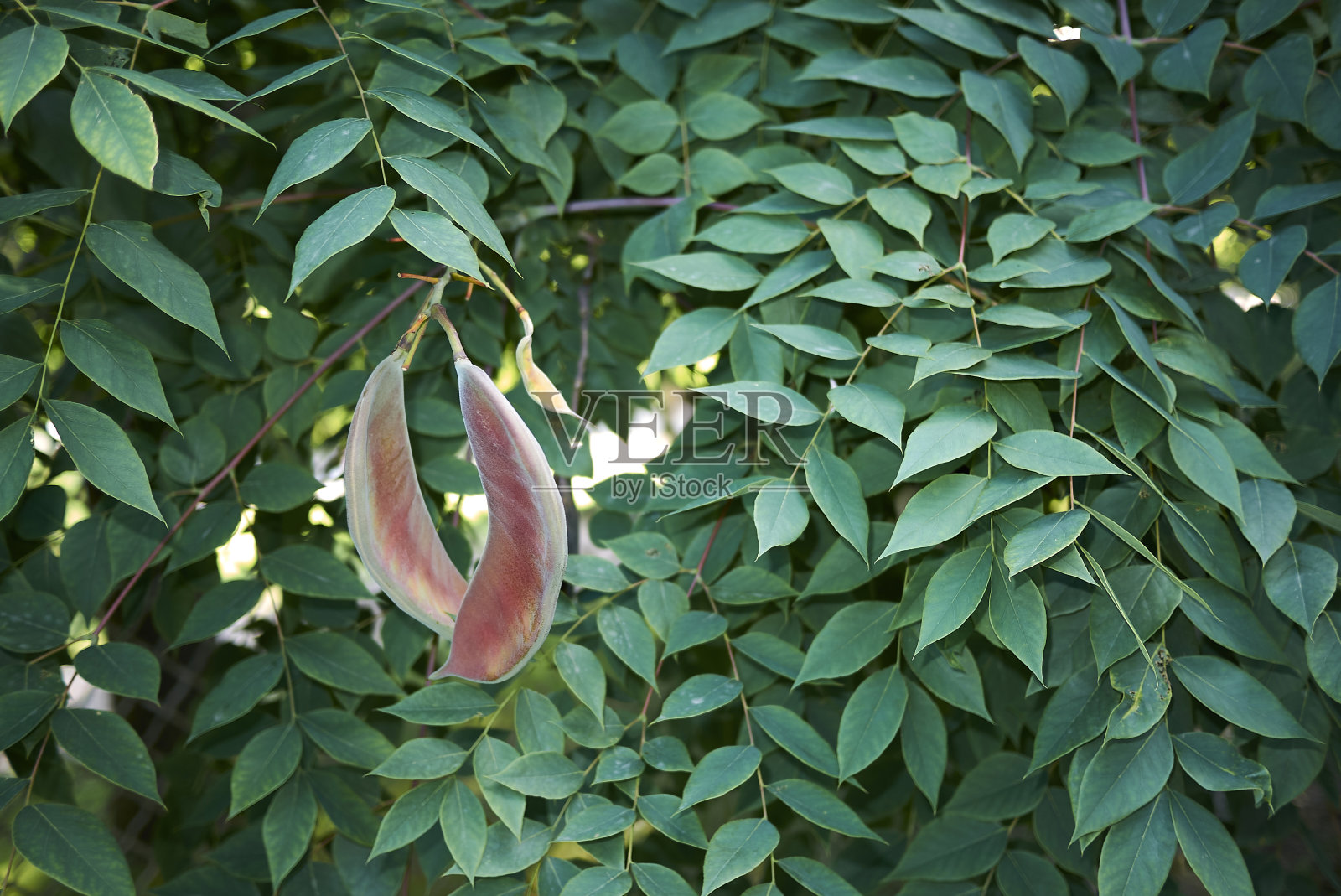 金诺克拉杜斯迪奥伊库斯照片摄影图片