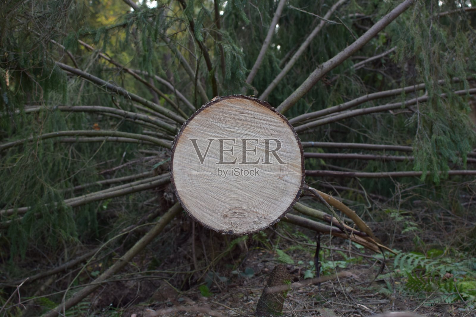 砍树照片摄影图片