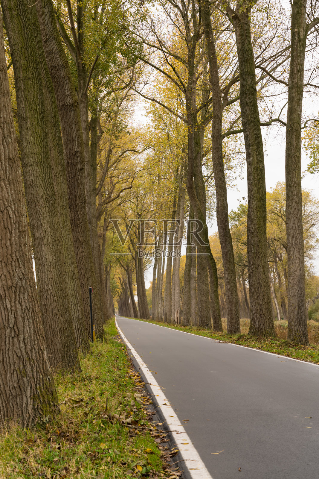 道路和树木照片摄影图片