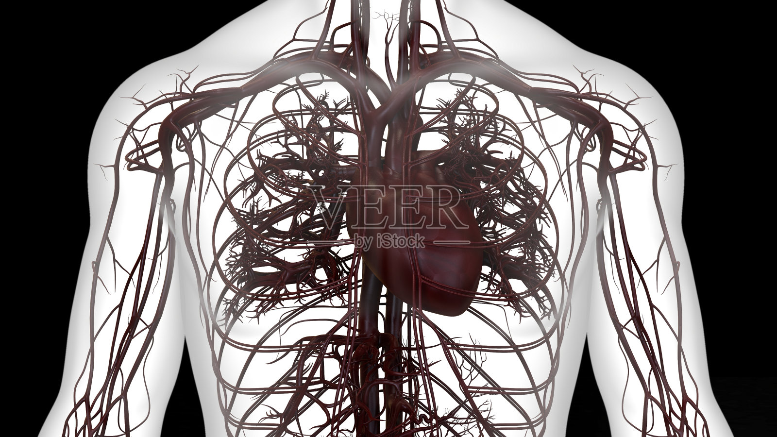 人体循环系统心脏解剖照片摄影图片