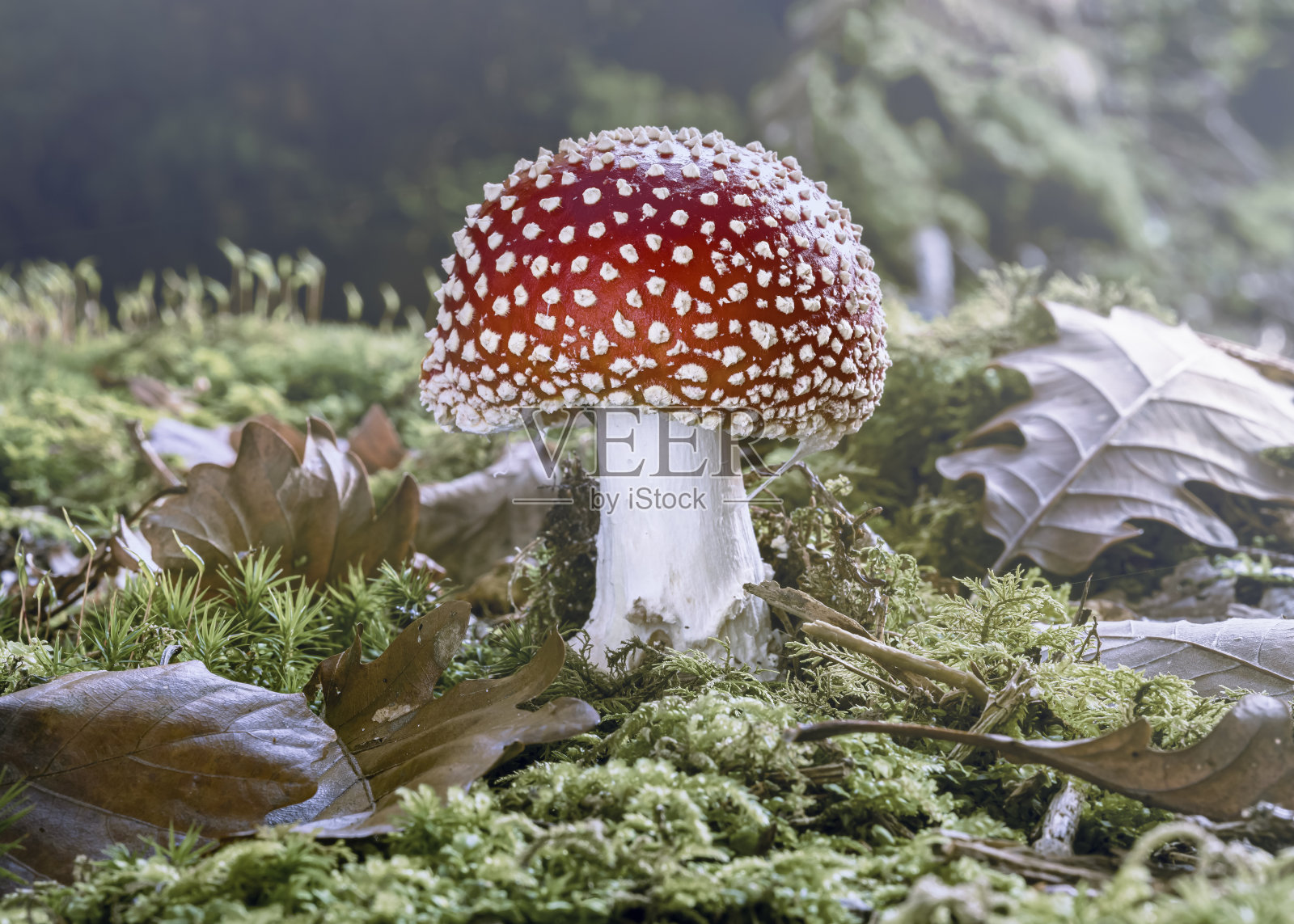 将会怎样照片摄影图片