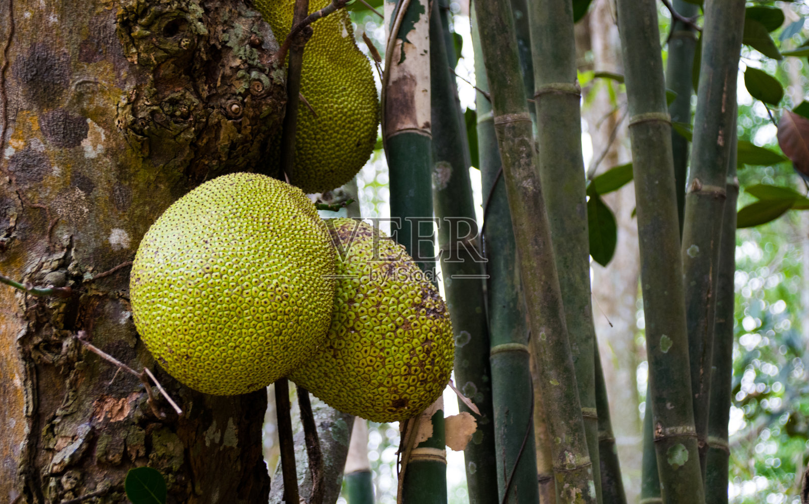 在越南菠萝蜜照片摄影图片