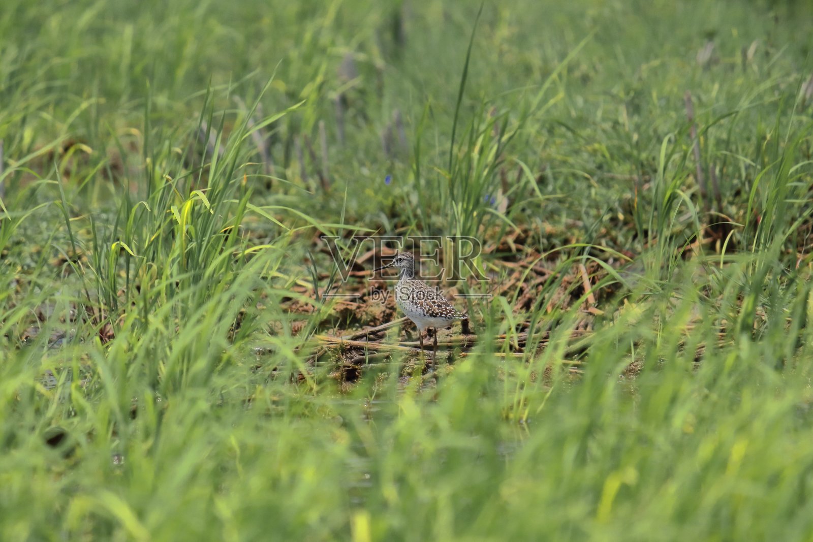 在印度西孟加拉邦的一个草原上的幼年木鹬(木鹬)照片摄影图片
