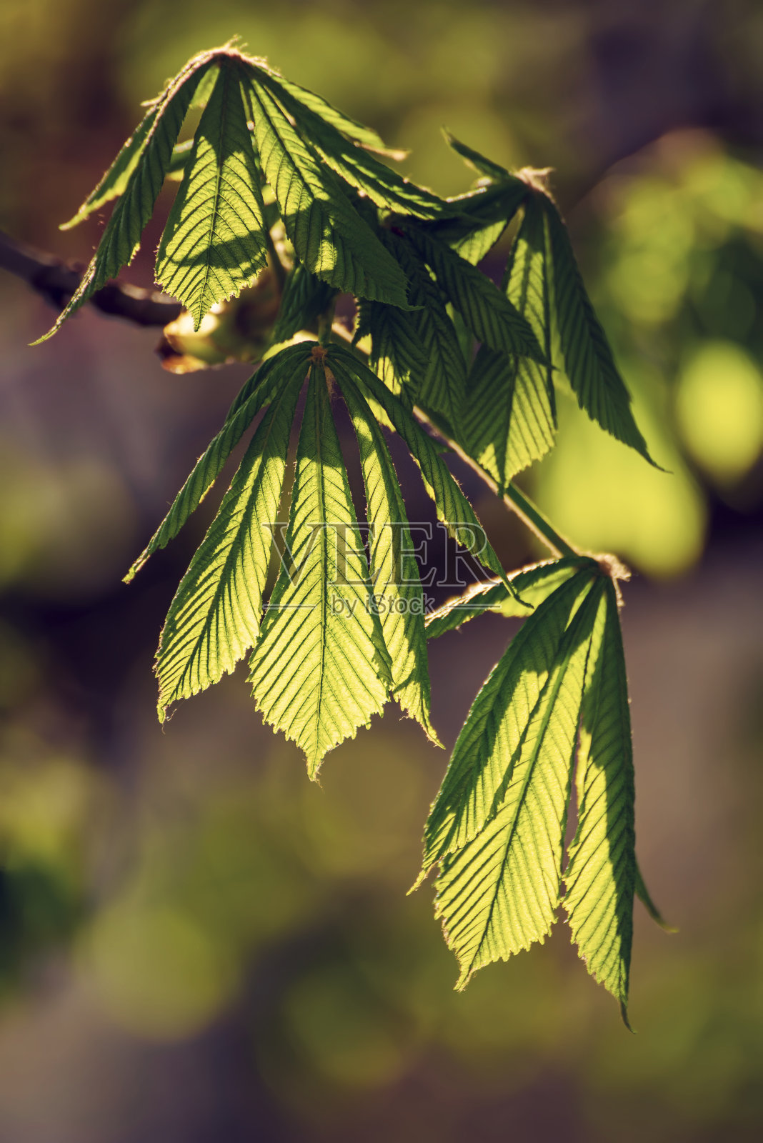 叶子的栗子照片摄影图片
