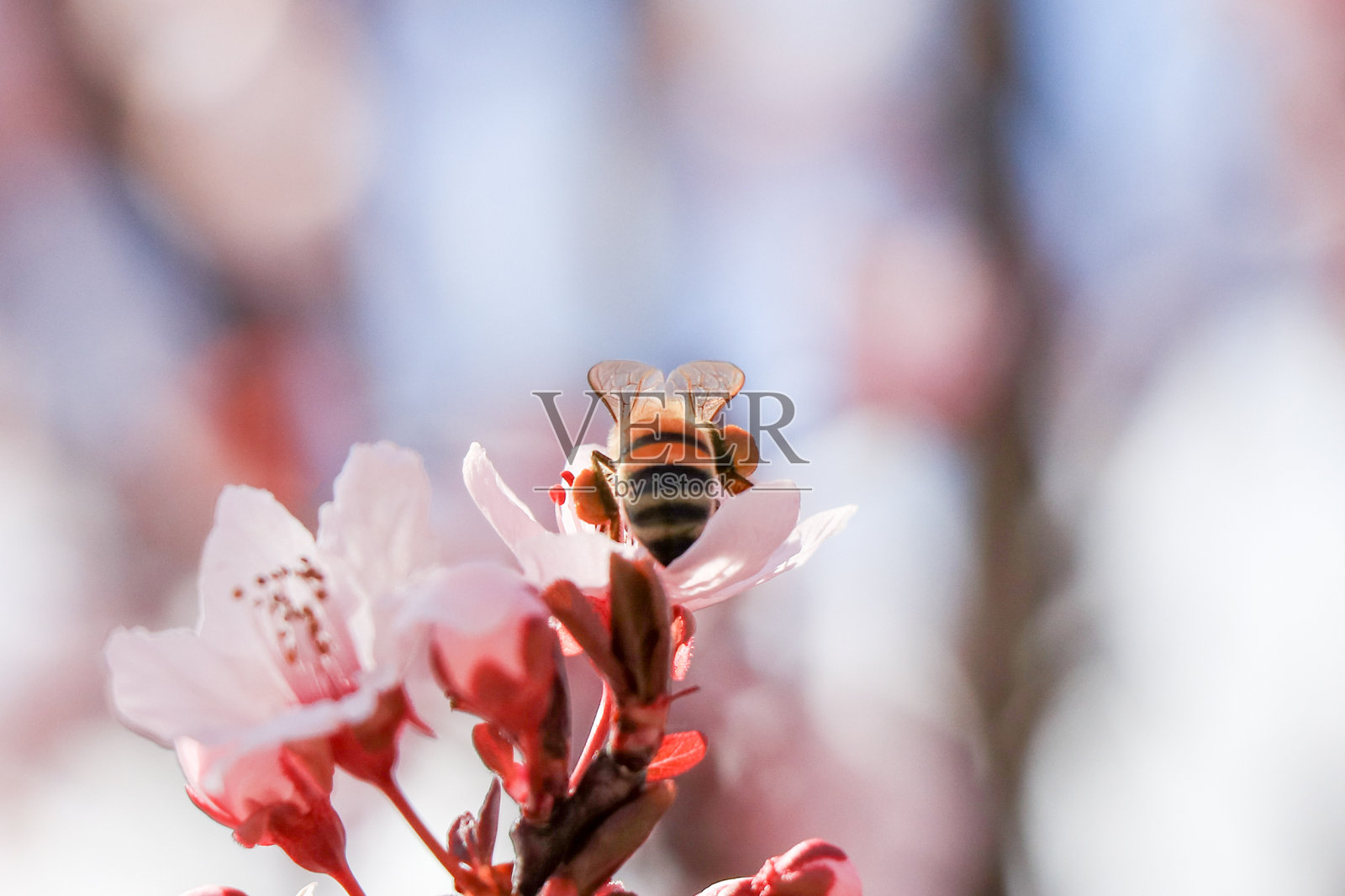 春天的头几天，一群蜜蜂在开花的树上。照片摄影图片