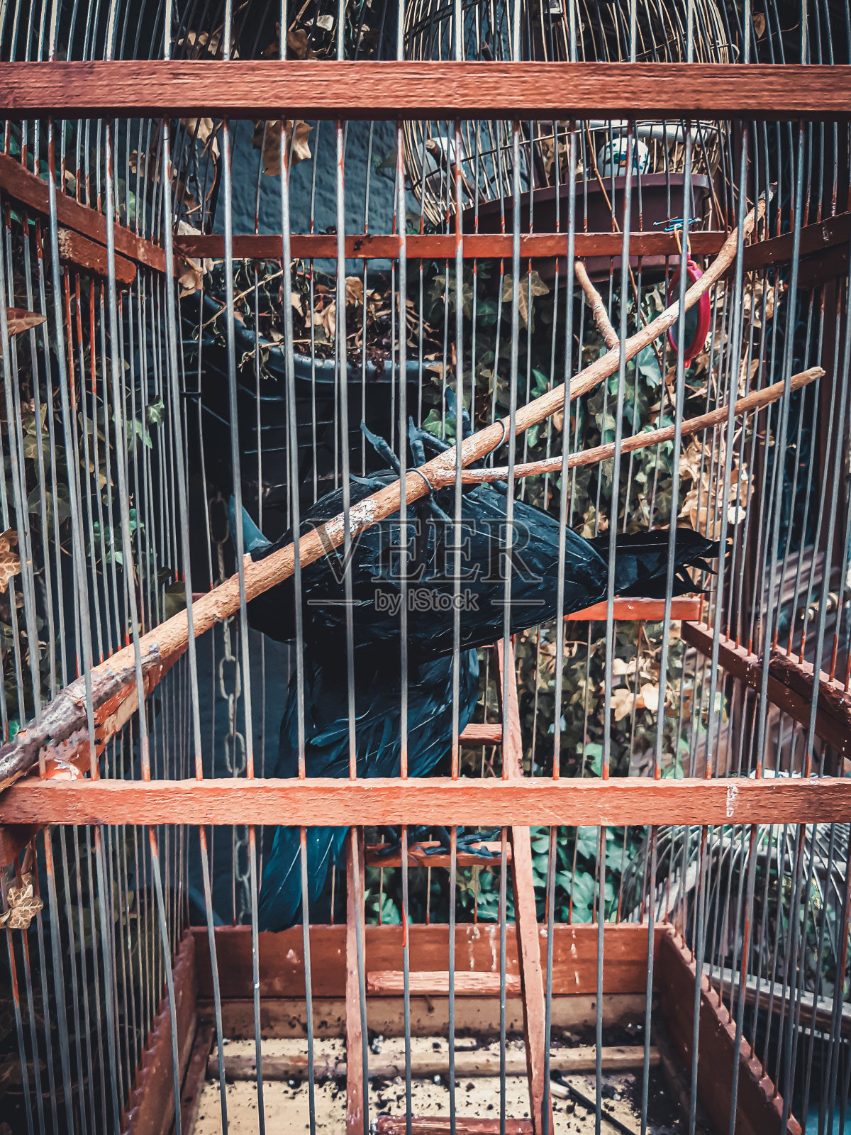 万圣节的节日装饰。笼子里的乌鸦。照片摄影图片