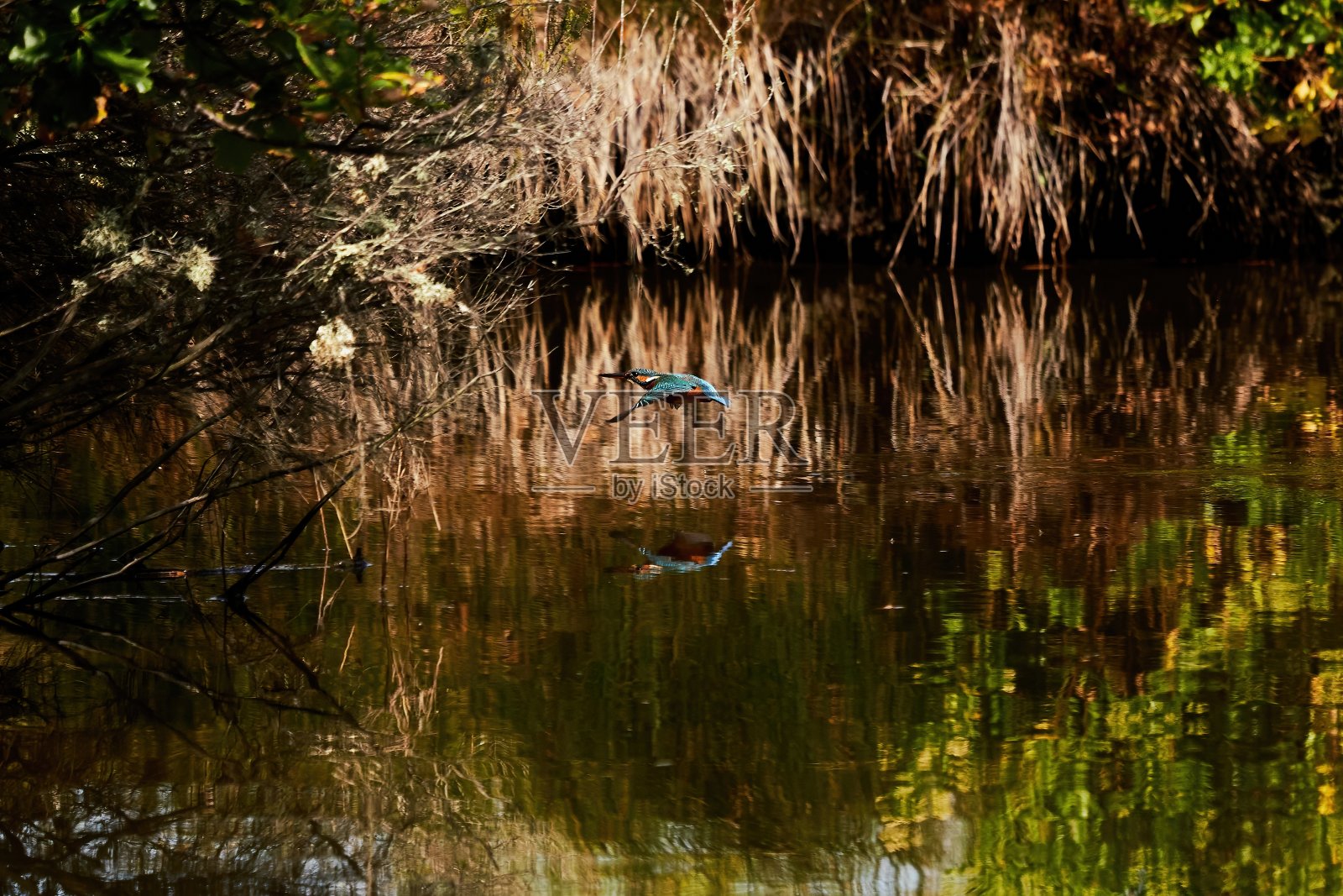 五彩缤纷的翠鸟在水面上倒映照片摄影图片