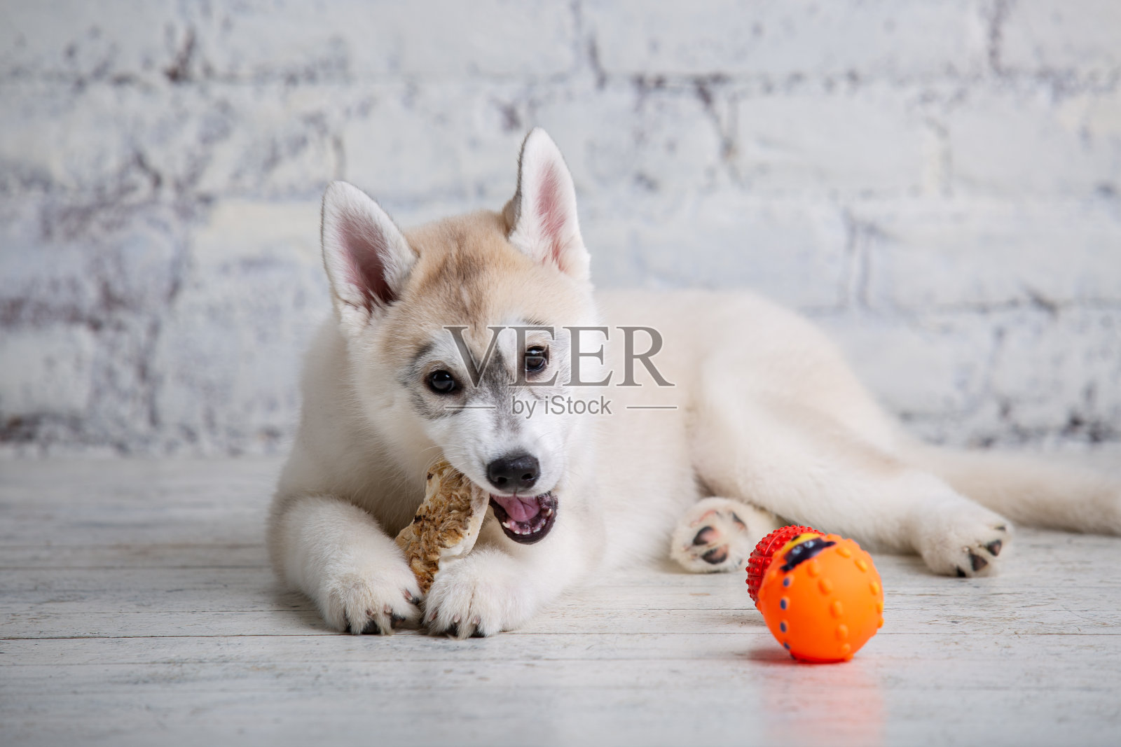 微笑快乐的宠物狗浅色哈士奇小狗咬着愉快的骨头的食物。狗的美味。狗狗嚼着天然的生牛皮骨头。干猪耳是狗狗的天然咀嚼食物。宠物用品照片摄影图片