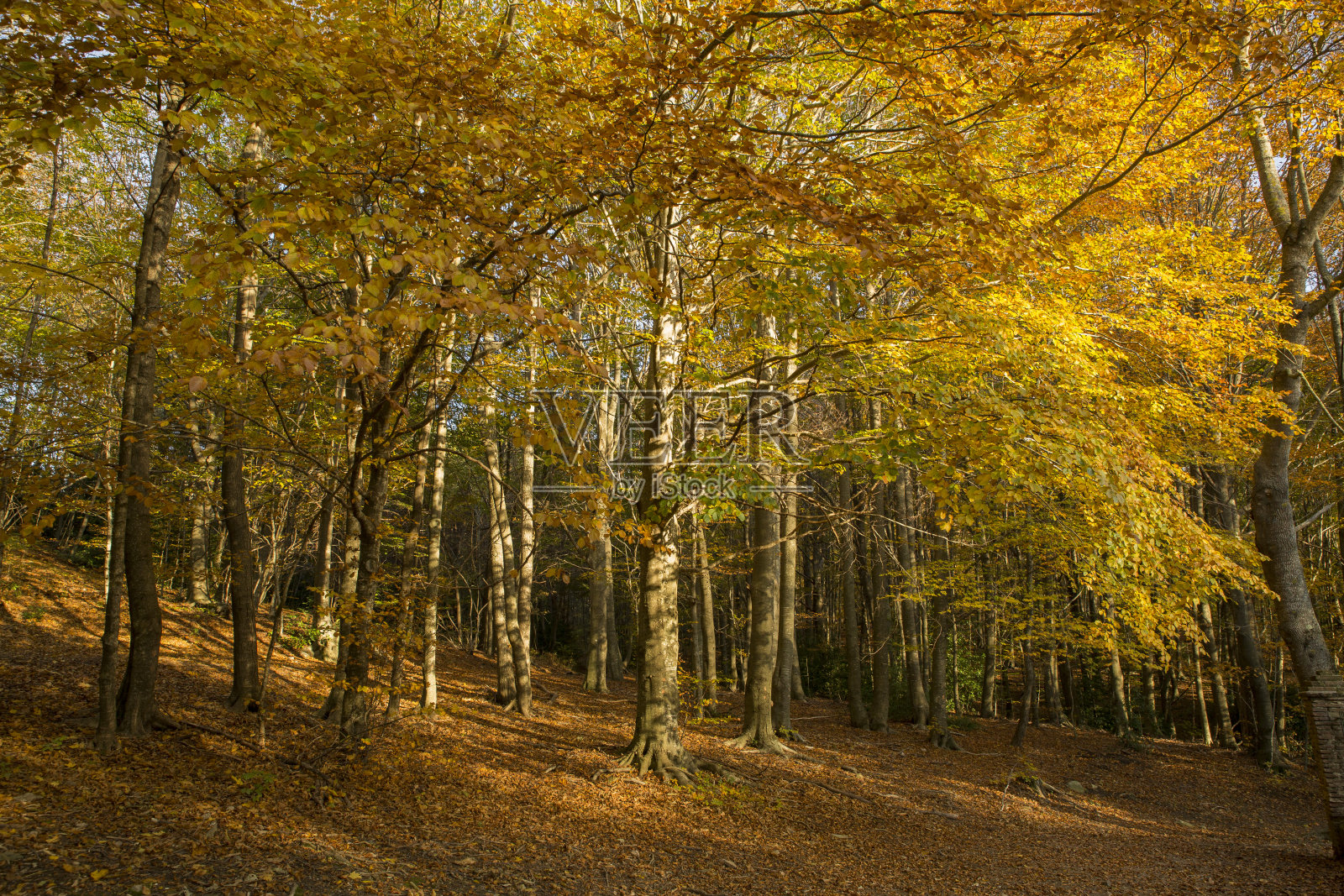 秋叶落叶秋林景观五彩缤纷照片摄影图片