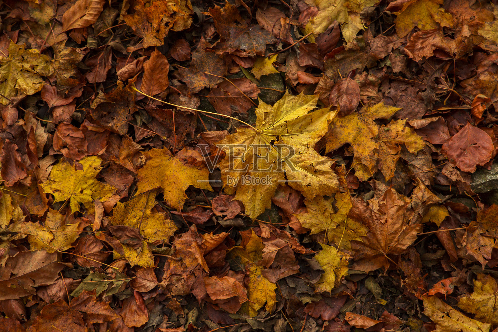 秋叶落叶秋林景观五彩缤纷照片摄影图片
