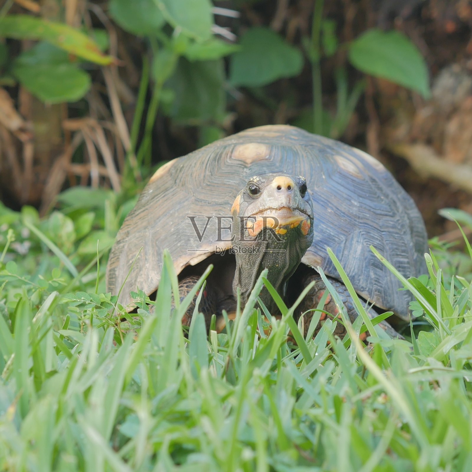 草丛中的乌龟照片摄影图片