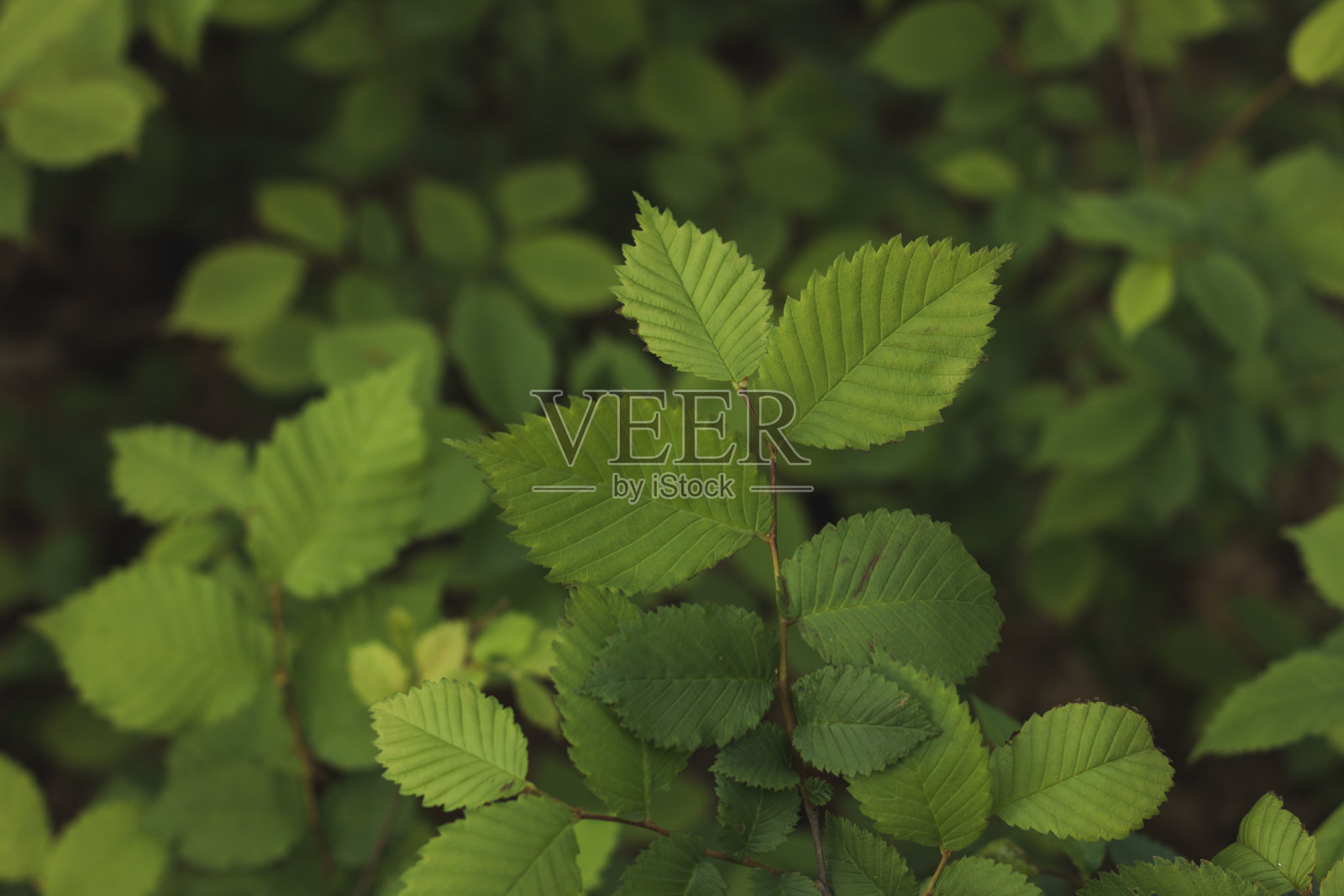 背景来自绿色的树叶。大自然。文本。照片摄影图片