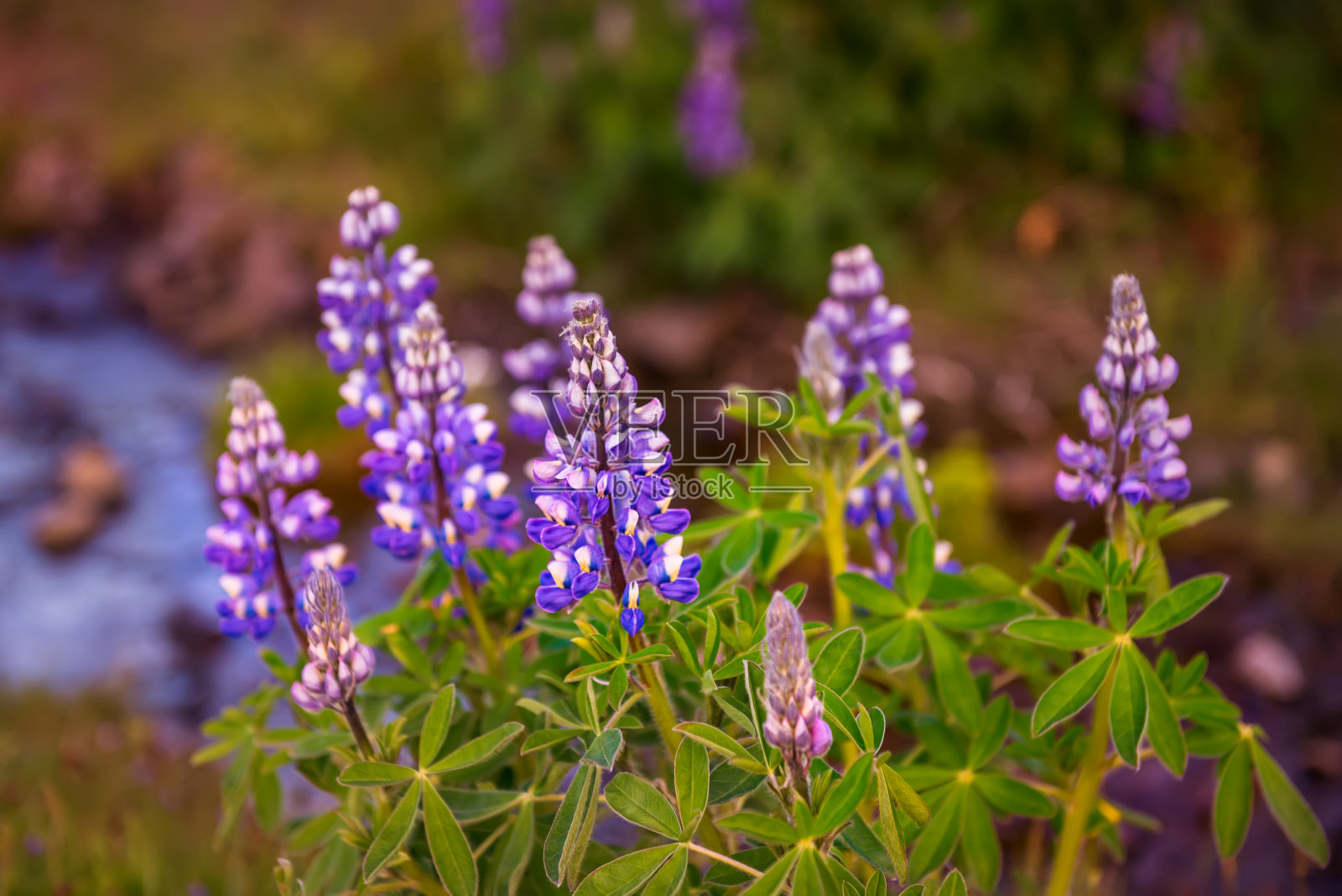 冰岛的羽扇豆花照片摄影图片