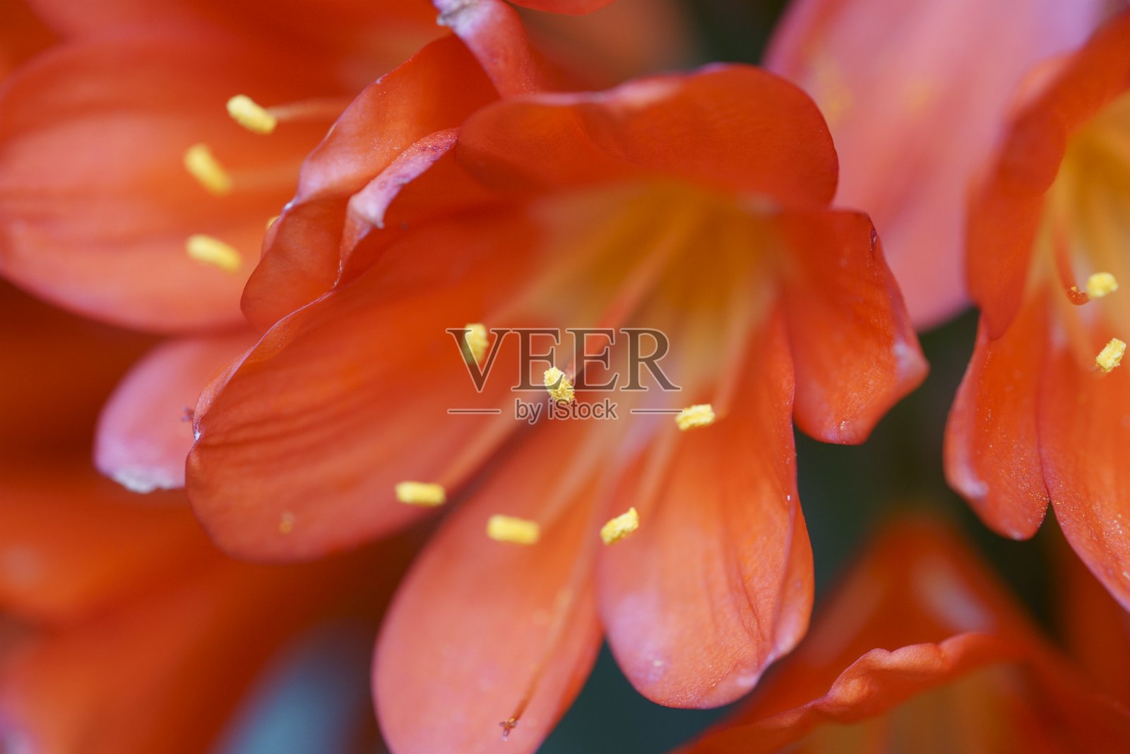 橘色花照片摄影图片