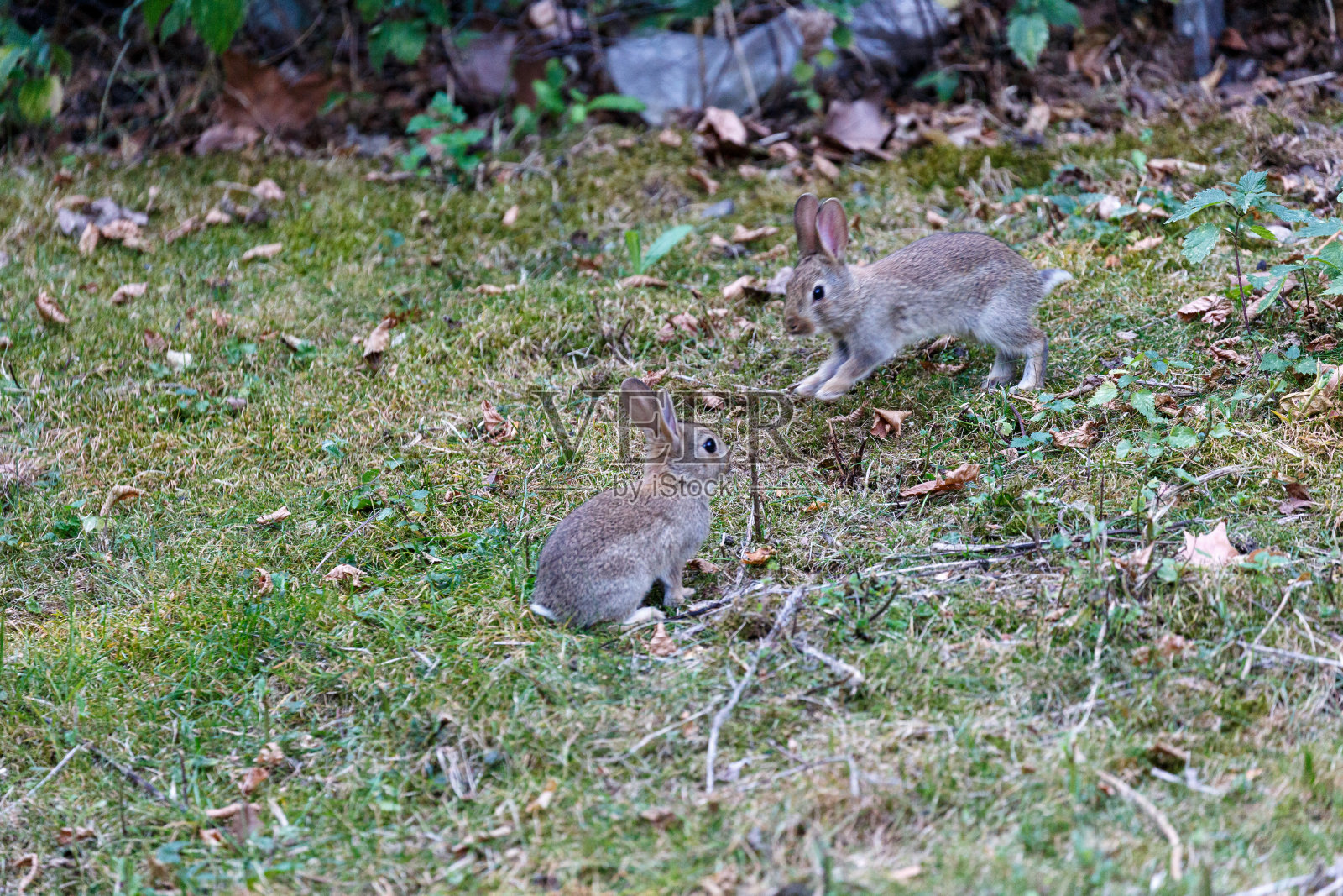 花园里草地上的野兔照片摄影图片