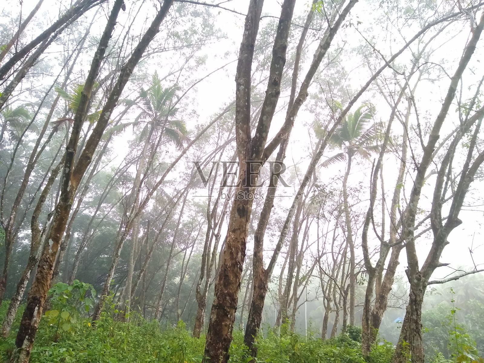 喀拉拉邦，特里凡得琅邦的橡胶树种植园照片摄影图片