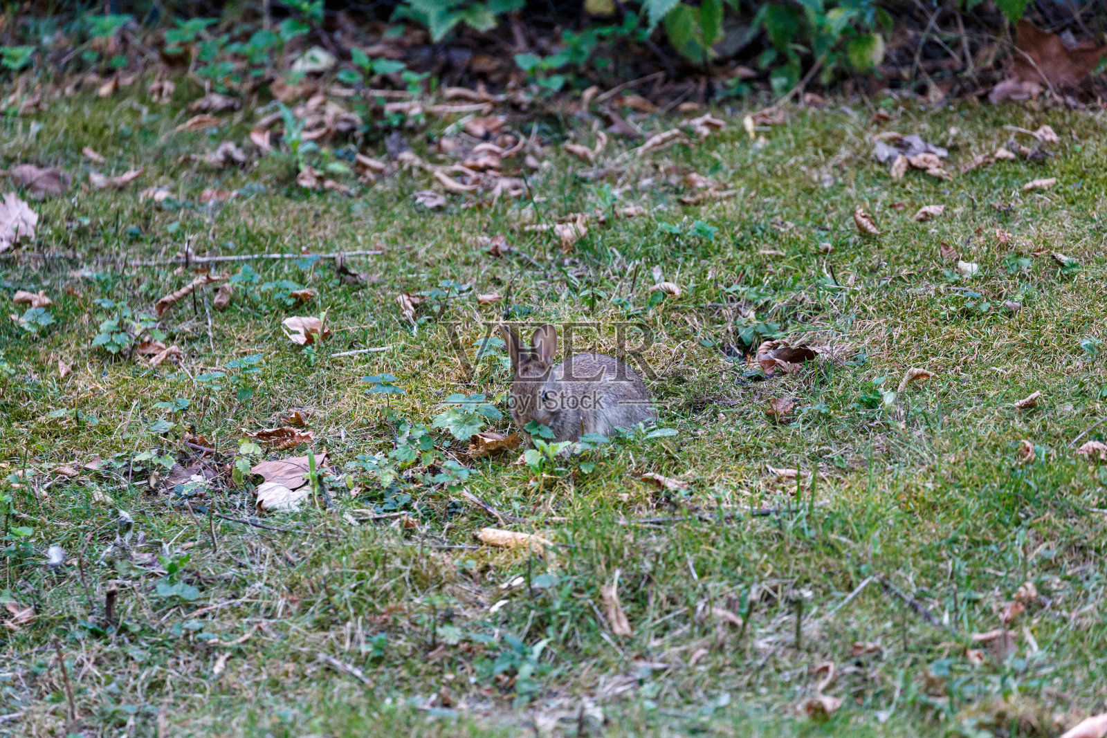 花园里草地上的野兔照片摄影图片