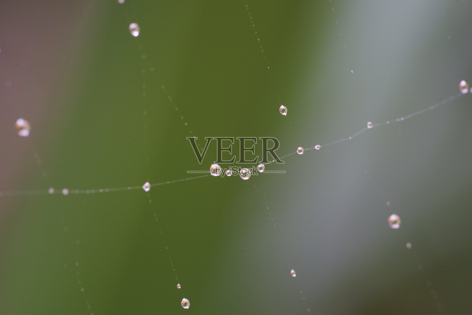 蜘蛛网上的水滴照片摄影图片