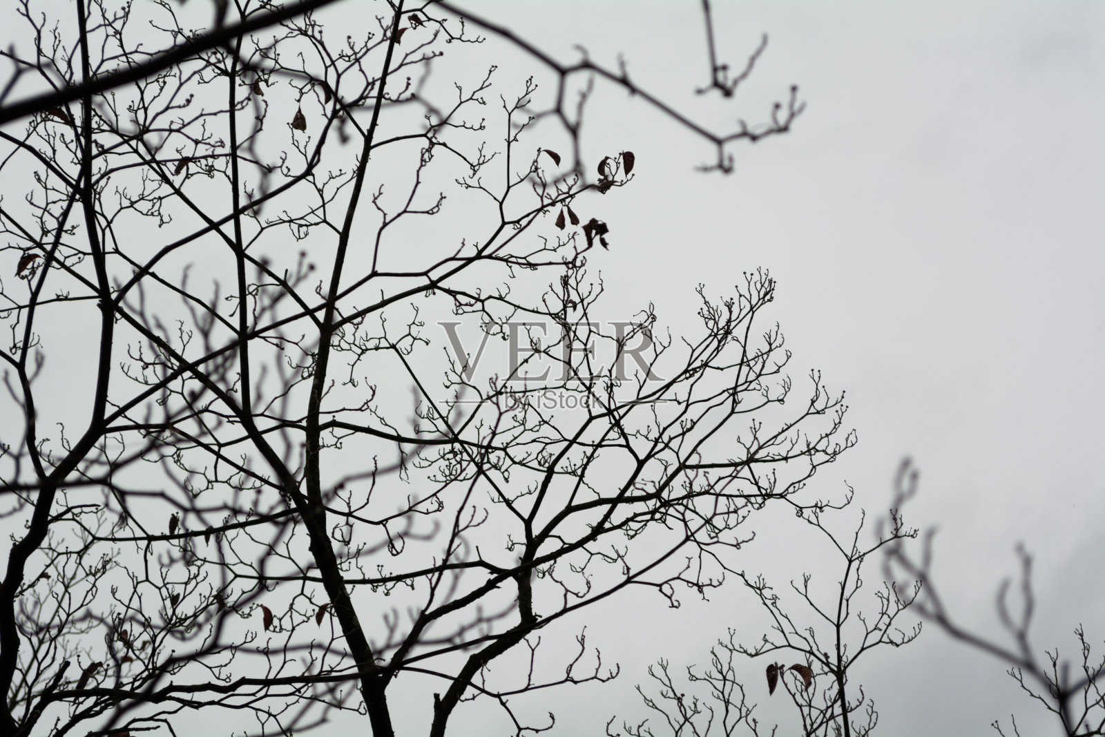 灰色天空下光秃秃的树的剪影照片摄影图片