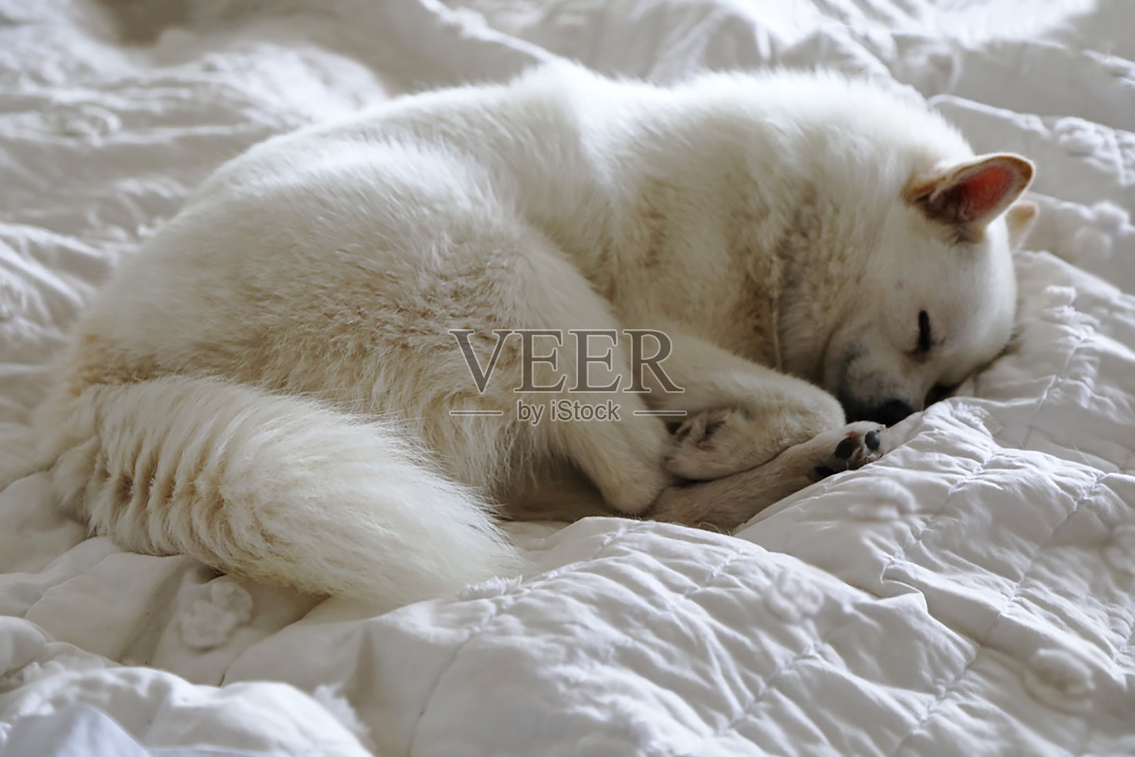 沉睡的小狗Ca照片摄影图片