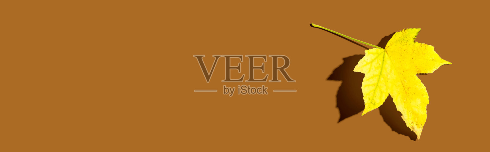 秋天黄叶带着阴影照片摄影图片