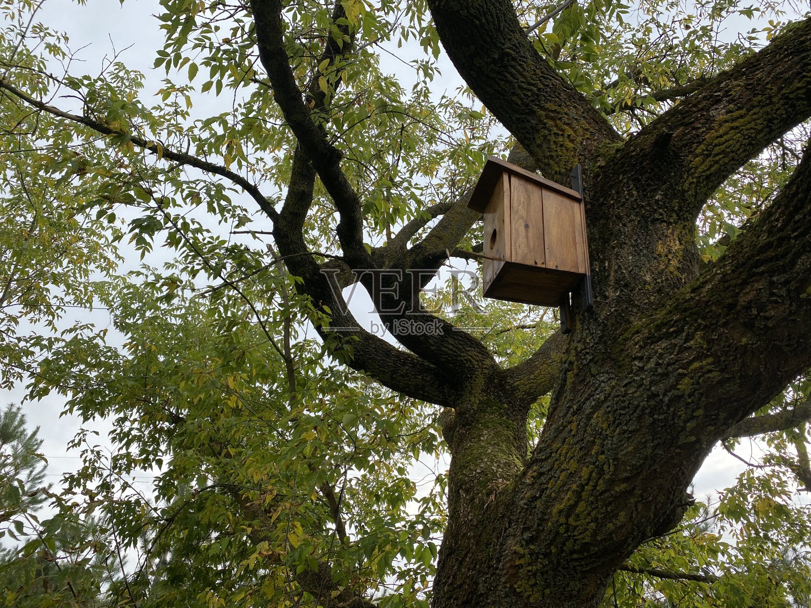 老树上漂亮的鸟窝照片摄影图片
